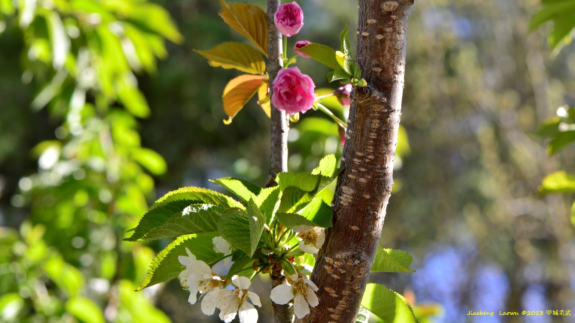 Two flowers in one cherry tree