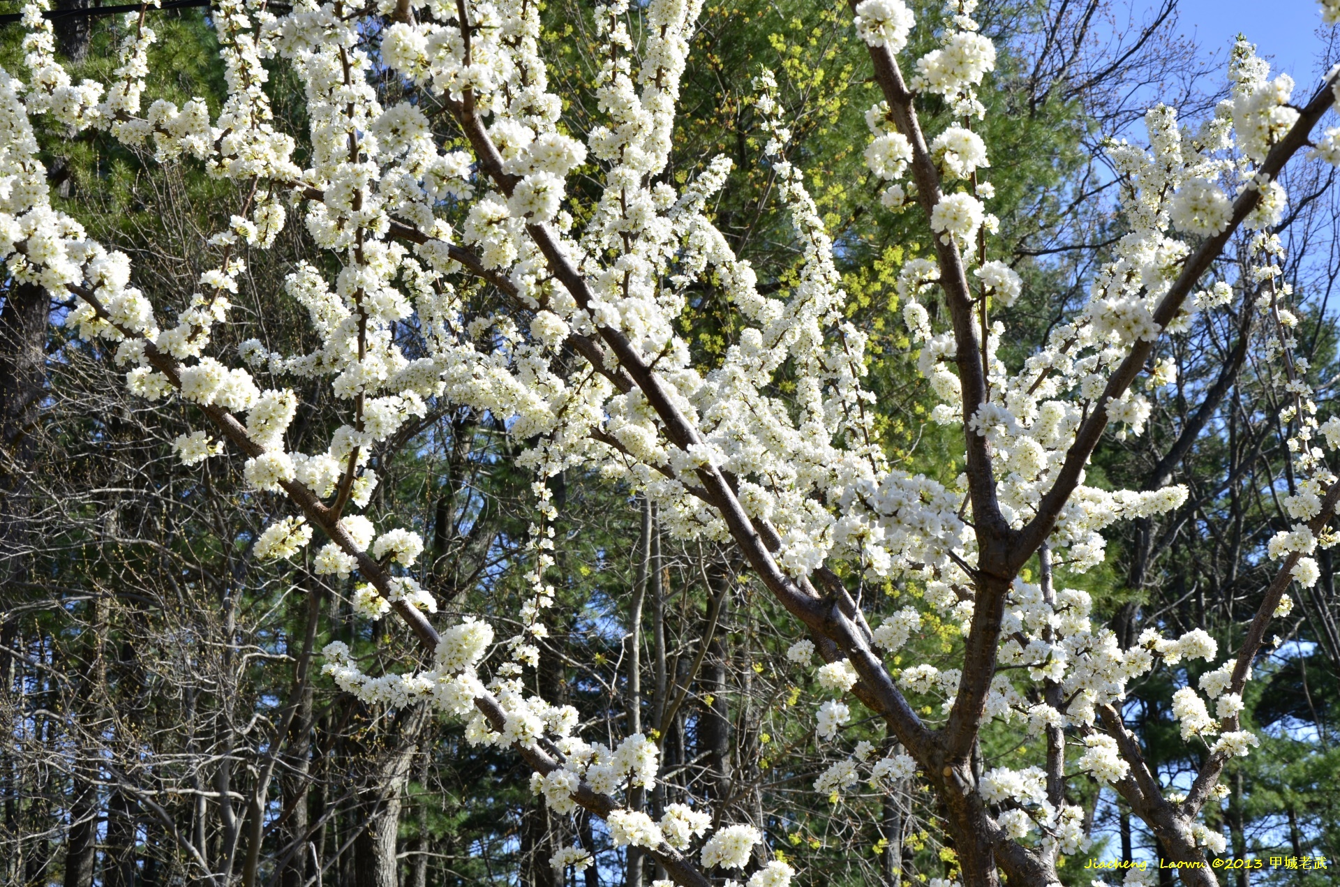 Flowers from American Plum Tree