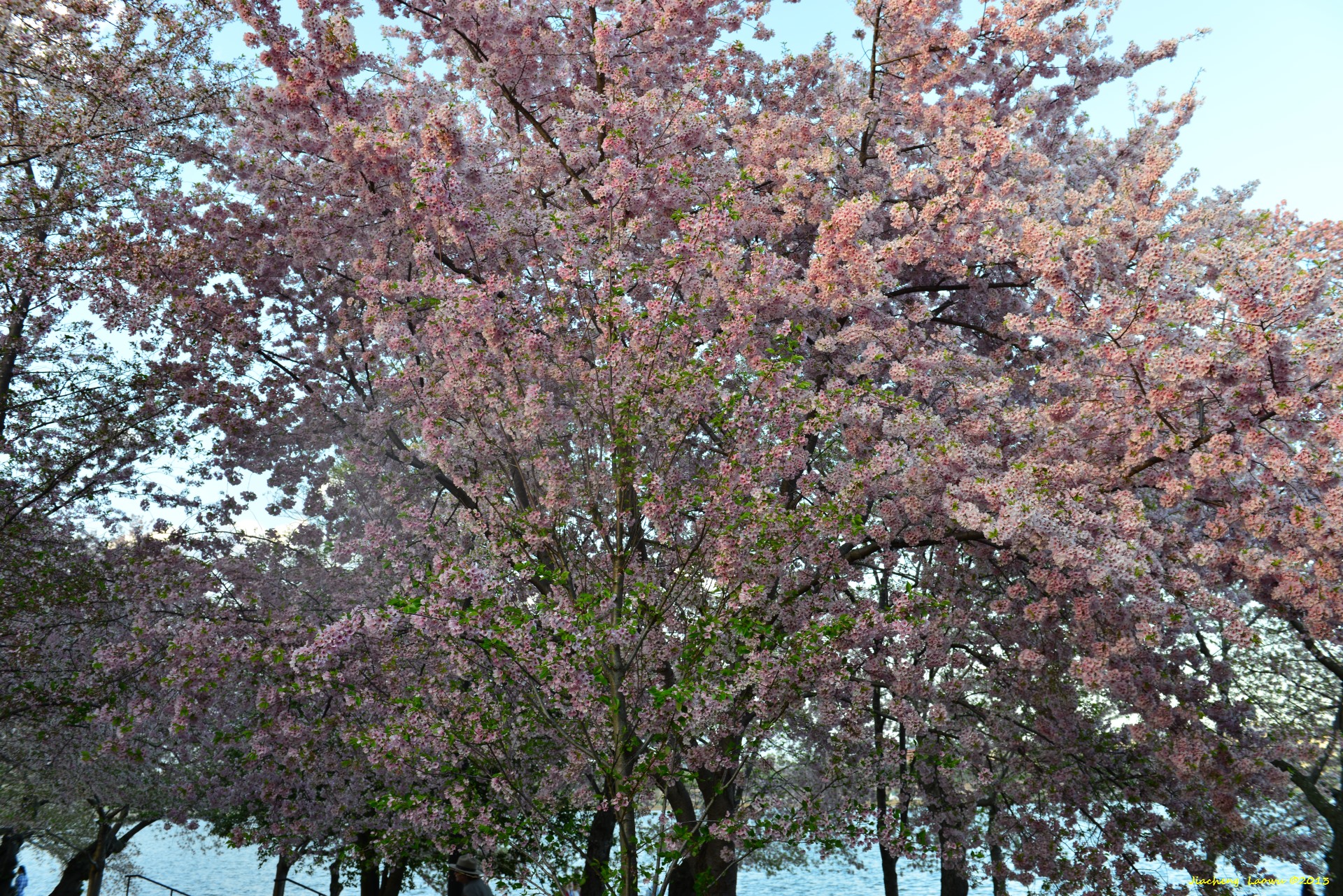 Thick Cherry Blossom under Sunset, SW Tidal Basin