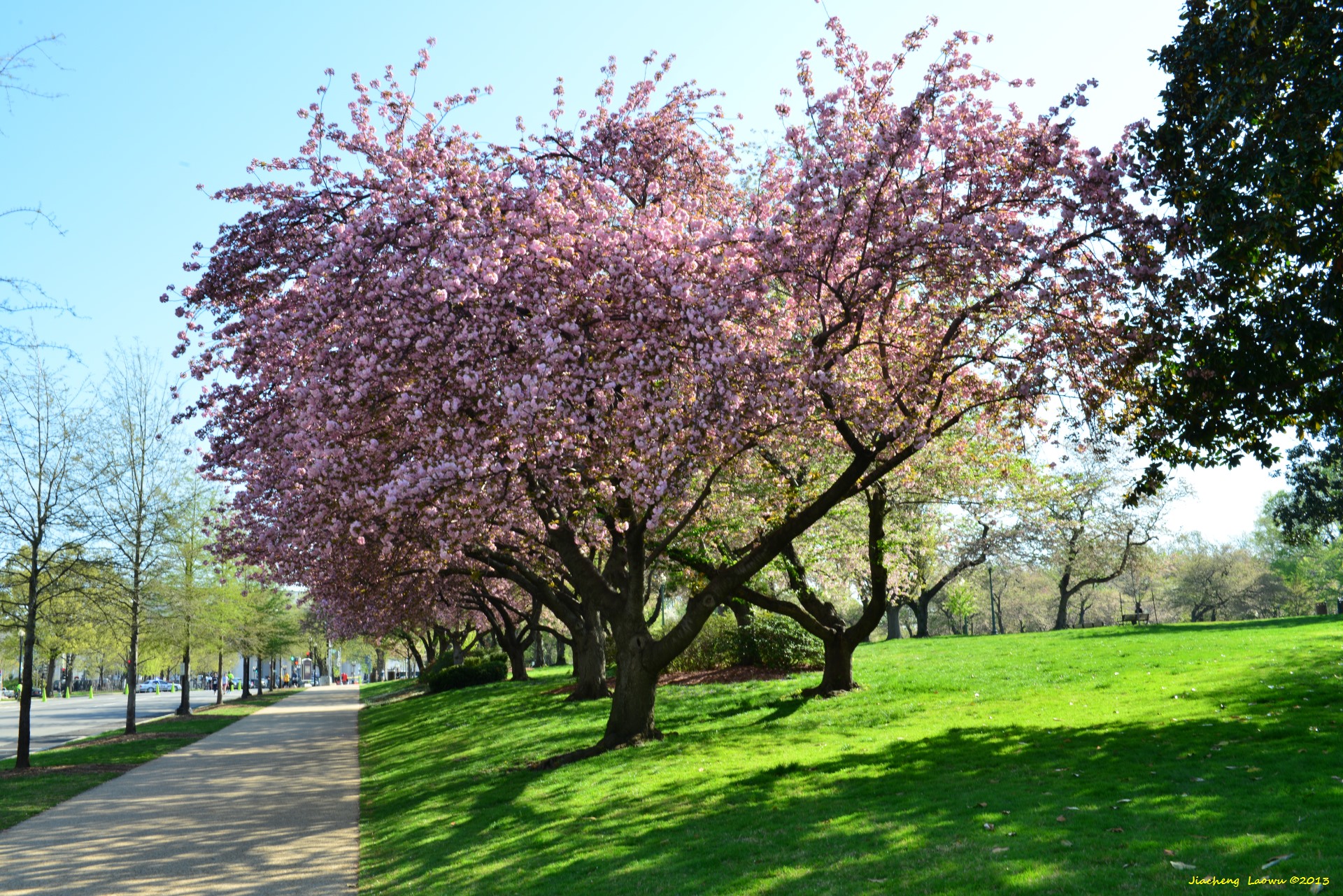 Cherry Blossom Columbus Memorial, West Capital Hill