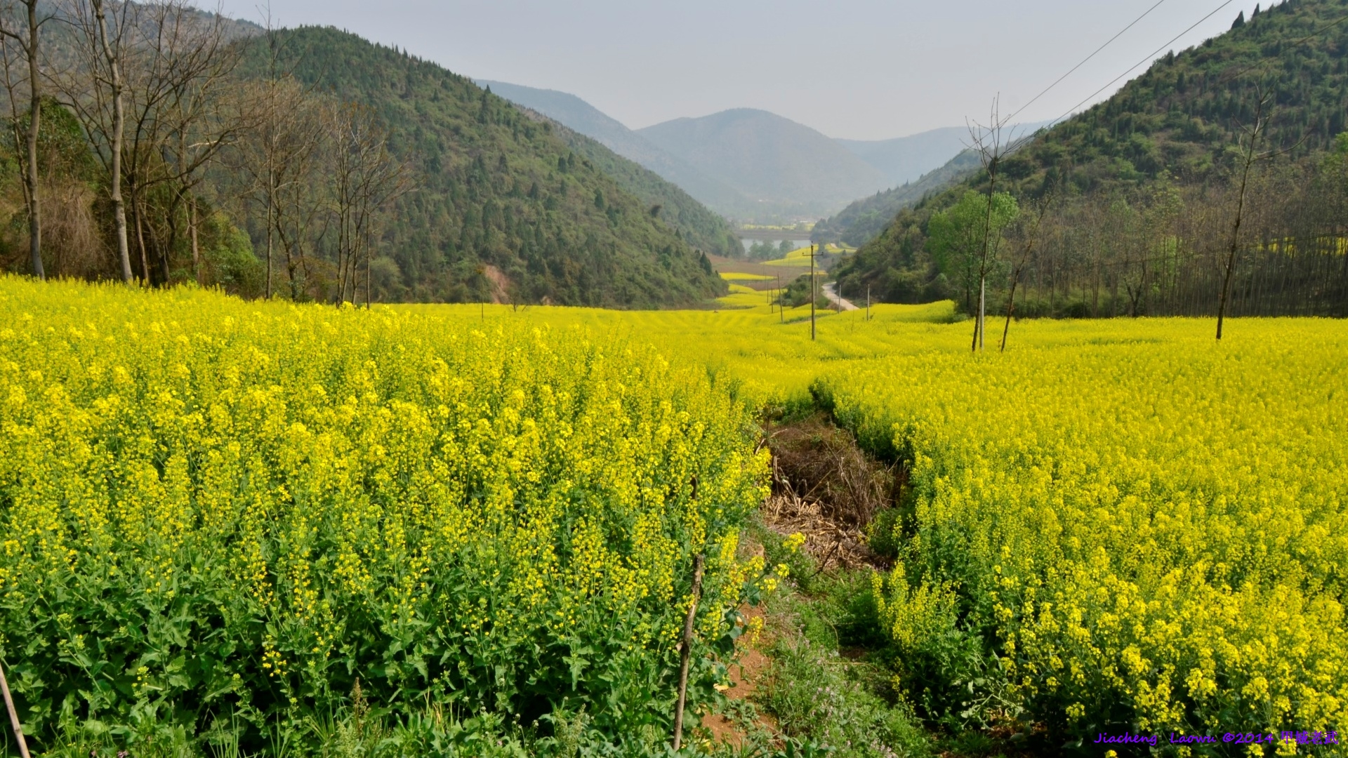 Canola flowers at Majialing, Lifeng