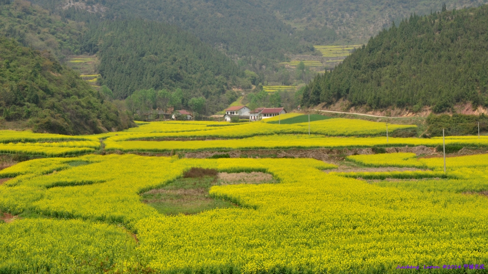 Canola flowers to the upper from Dam of the resevior at Lifeng
