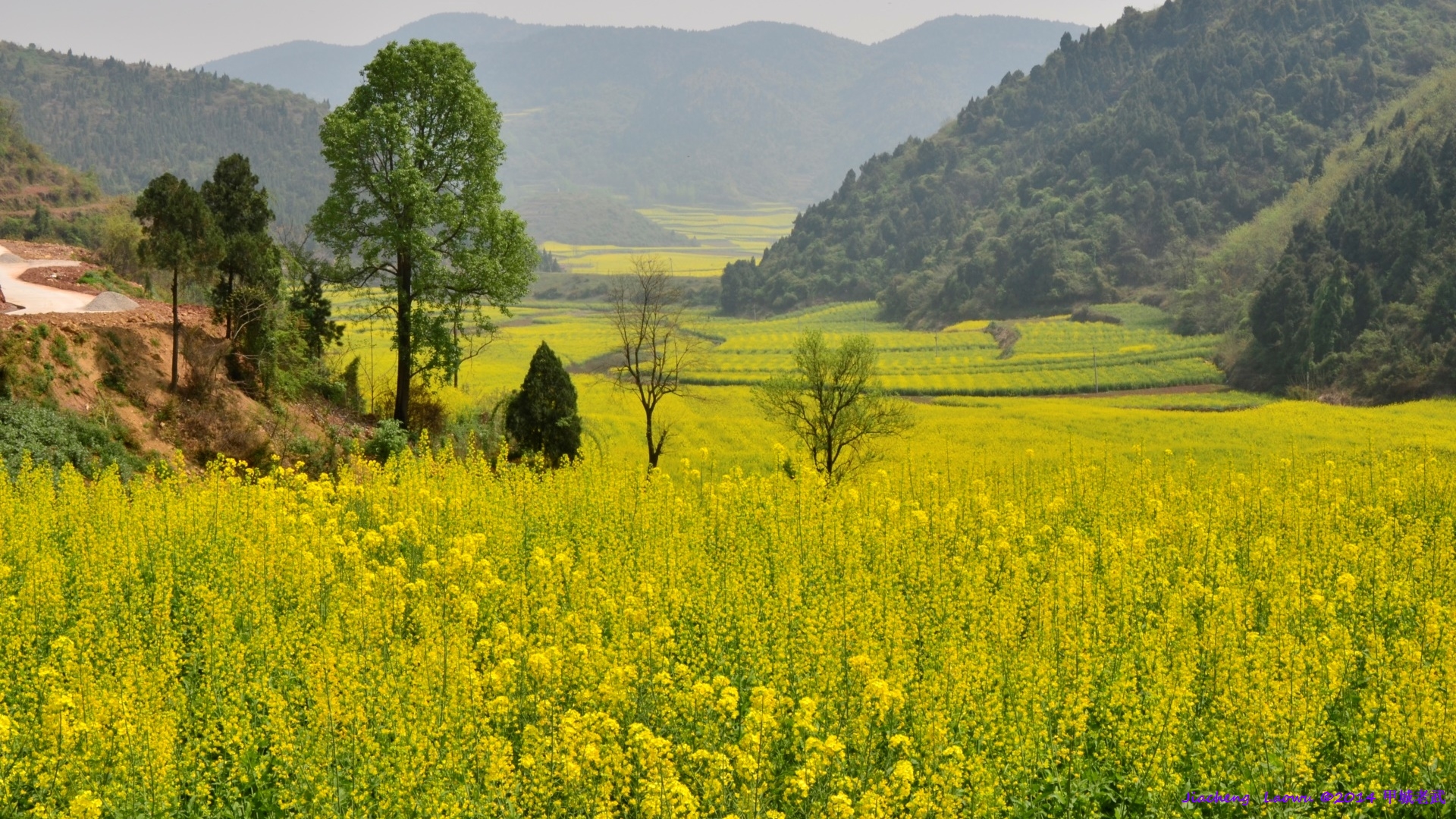 Canola flowers from Laowu's old home at Lifeng