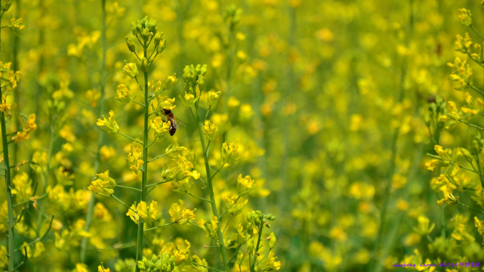 Canola flowers and bees from Laowu's old home yard at Lifeng