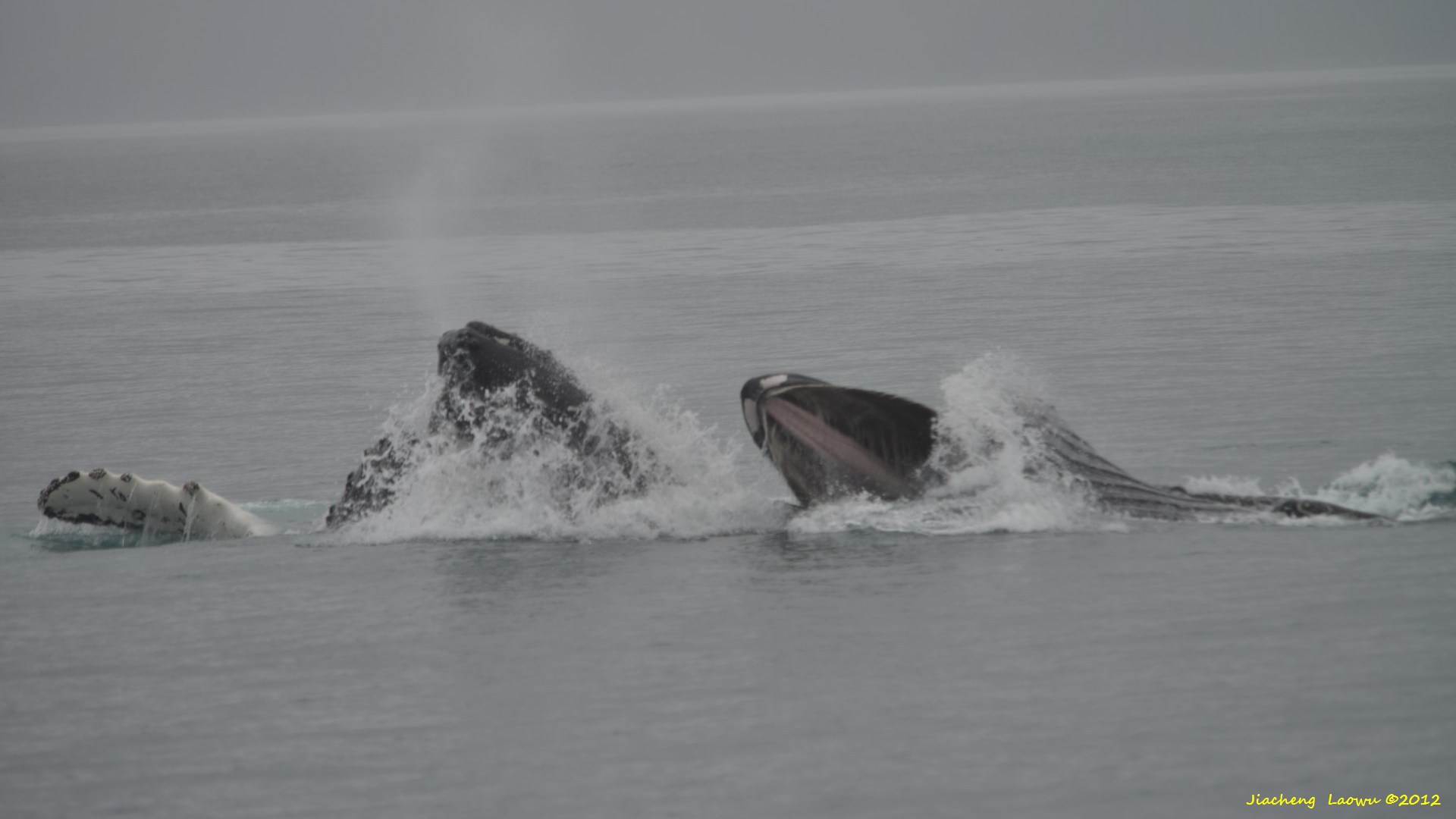 Humpback Whales in Kenai Fjord National Park