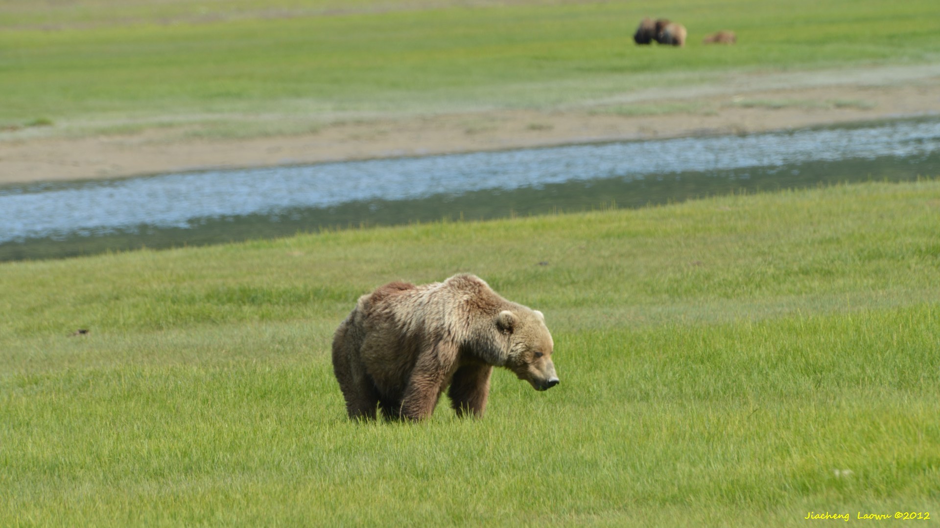 Brown Bear in Lake Clarke National Park